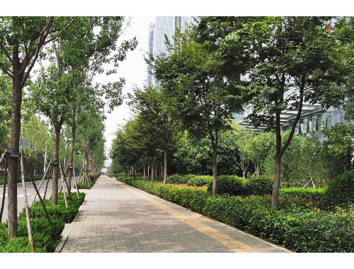 嵊州绿化树苗批发市场在哪儿