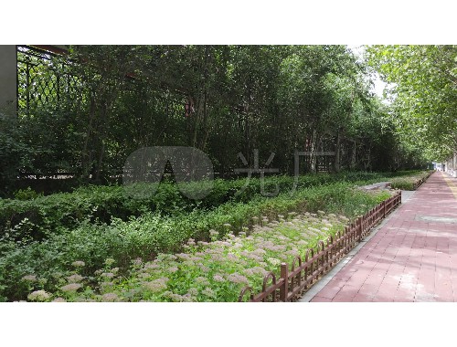 宜昌宜良绿化树苗批发市场