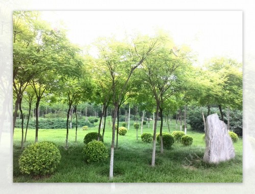 园林绿化工程施工员带班